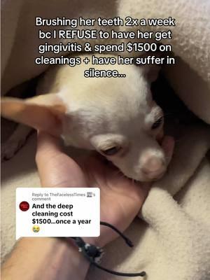 Replying to @TheFacelessTimes 📰 #PetsOfTikTok #pettips #pets #petproducts 