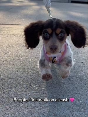 How did she do?? 🤪💕 #dogsoftiktok #dogtok #puppy #puppytiktok #cutedog #dachshund #happy #PetsOfTikTok #dogwalk #walkies #cuteanimals 