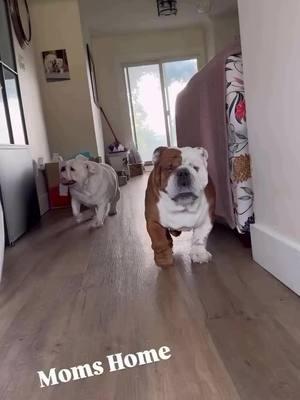 Beware of Our Mom 😂😂😂 Credit: on IG blu_englishbulldog_cheeze . . . . . . . . . . #englishbulldogsoftiktok❤️👑 #englishoftiktok #englishbulldogpuppiesoftikt #bulldogsoftiktok #englishbulldogs #englishbulldoglovers #englishbulldogpuppiesoftiktok #englishbulldoglove #englishbulldogpuppie #englishbulldoglover #englishbulldogloves #englishbulldog 