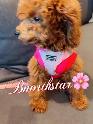 My ❤️#usa_tiktok #tik_tok #puppy #viraltiktok #bnorthstarbeauty #bnorthstarbeautyspa #bnorthstar #usa🇺🇸 