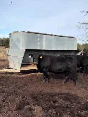 We have 20+ head of 3-6-year-old shortbred cattle available. Priced at $2,150 each. The calf alone will bring that much once you wean it! These cattle are completely worked and ready to go. Call or text Bubba @ 903-388-4472 Para Español, llame o envíe un mensaje de texto a Ricardo al 903-288-1118 	•	Rutherford Land and Cattle LLC is a brick-and-mortar entity with animal health and welfare as the priority. 	•	We only hold cattle with a deposit. 	•	Deposits are good for 3 days unless special arrangements are made with RLC. 	•	All cattle have been checked with ultrasound machines for pregnancy. 	•	All vaccinations given. 	•	Shipping available. 	•	In good standing with the BBB. 	•	Accept certified funds, credit cards, and Venmo. 📍 Located in Fairfield, Texas #rutherfordlandandcattle #rlc #bredcattle #farmlife #cattle #christiantiktok #cattletiktok #aggear #agriculture #farm #ranch #performance #apparel #norbrook #animalhealth #usda 