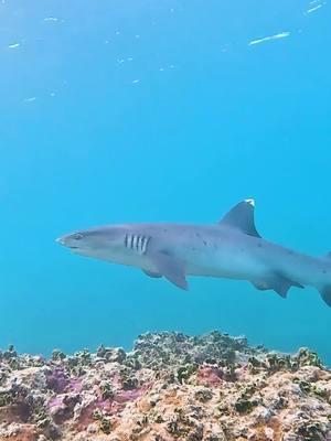 Small male white tip on my last dive. He was curious about my fish on my belt. #sharks #hawaii #haleiwa #merman #sharkhawaii #hawaiisharkdiving #mermaid #spearfishing 