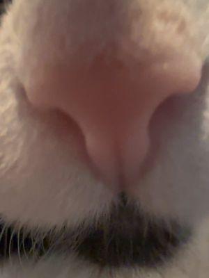 Smootch #thesusiechannel #cat #cats #catsoftiktok #catlady #tuxedocat #radarthetuxedocat #tuxedocatsoftiktok 