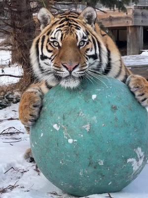 Snow and a ball are tiger Dash’s perfect recipe for FUN! 👨‍🍳🐅❄️ #tiger #tigers #snowday #tigerfun #tigerlover #maletiger #tigervideo #tigerphotography #snowday #minnesotasnow #rescuecat #rescuedcat #funnycatvideo #catplaying #catplay #crazycat 