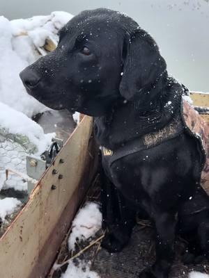 Odin doesn’t mind the cold as long as there are ducks. #drakewaterfowl #tetrahearing #gunnerkennels #drakefieldexpert #gunnerpackleader #mullerchokes #alwaysinseason #ducks #odintheduckdog #waterfowl #snow #migration #labs #labsoftiktok #sportdogbrand #momarsh #mallards #mallardrunkennels #dogsoftiktok #retriever #retrieveroftheday #conservation #hrch #massfollowing #snowday @GUNNER @Ducks Unlimited @Dive Bomb Industries @Dakota Decoy Company @FowlerHideSupply @Lite Boots @TETRA Hearing 