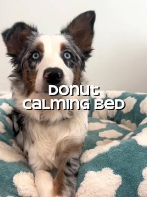 This #dogbed is absolutely adorable! 💙 I love a good washable #donutdogbed ! ☁️ #calmingdogbed #dogmusthaves #dogsoftiktok 