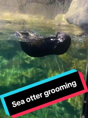 Check out these grooming otters! 🦦 Sea otters, have the densest fur in the animal kingdom: up to 1 million hairs per square inch of skin! The fur is a combination of long guard hairs and shorter bundles of woolly underfur honeycombed with millions of tiny air pockets that hold in body heat. To keep the body heat in and the cold water out, the fur must be meticulously groomed. #sheddaquarium #otter #seaotter 