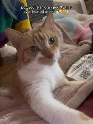 my sweet bb girl Fry!🥰🧡🐈 #cats #cat #orangecat #heatedblanket #makingbiscuits #biscuitmaking #biscuitmakingcat #happycat 