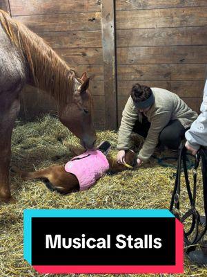 Musical Stalls!🐴 #foalingseason #foalsof2025 