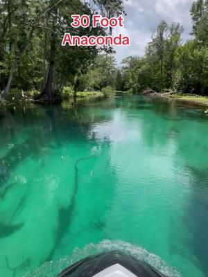 I think that wast the #Longest #Anaconda ever seen in a #Florida #Springs #watersnake