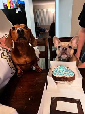 Bloo’s 4th Birthday ♥️ Tulip is still learning manners :/  #frenchbulldog #birthday #baby #dachshund #weenidog #cakewars #brat #partypooper #pups #dogs