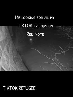 Let me know if you are on Red Note. My account is still No More Sad Kitties I am on the other US platforms If you share your email address,  I can send things directly to you.  #tiktokrefugee #tiktokban #rednote  #nomoresadkitties #cats 