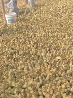 Duckling overload! #duck #farming #agriculture #cutenessoverload