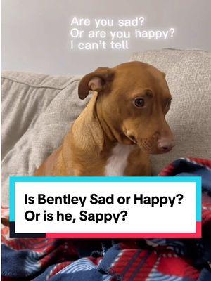 Bentley has introduced a new emotion to be. I call it "sad-happy" or sappy.  #Pipertheminpin #dogdaddy #dogdad #piperstong #minpinsoftiktok #minpins #minpin #frostedface #minpinsoftiktok💕 #dogsoftiktok #minaturepincher #seniordogsoftiktok #dogdementia #agingdog #frostedfaces #dogs #dogsnamedpiper #blinddogsoftiktok 