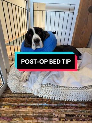 i am SO thankful i was reminded to do the pre-surgery groom 🙏🏼  @Bluewater Dog  @Petspemf  #vetmed #dogtips #dogmom #dogdad #themoreyouknow #dogrecovery #tplosurgery 