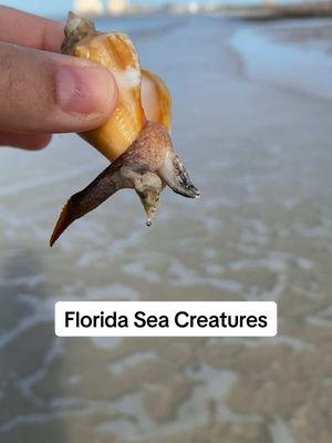 My first rose murex was alive!🐚🦀🐬Found all these creatures on a shelling tour with @Everwatercharters on Kice Island.  Use code letsgoshelling for $5 off a 4-hour shared shelling tour!🏝️ My dolphin tail ring is from @Ocean Soul. Get 20% off your first order with code LGS20.🩵 #shelling #seashells #beachfinds #seacreatures #swfl #10kislands 