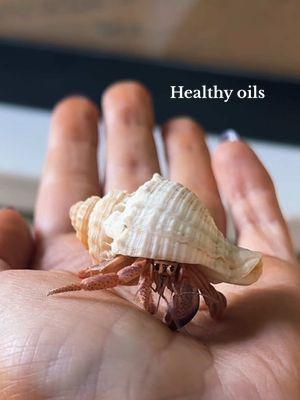 Healthy oils! I get mine from @Hermit Hootopia & @SouthOfTheOcean 🩵 #hermitcrabs #hermitcrab #nature #animals #ocean #pets 