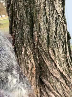 #dixiealley giving the yard squirrels heck #bluetickcoonhound  #hound 