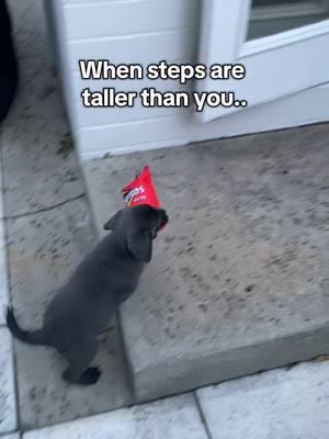 The struggle is real! 🐾 . . #rollothelab #fyp #labrador #labradorsoftiktok #viralvideo #charcoallab #funny #dogmom #cutedog #funnydog #cutepuppy #puppy 