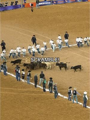 15 calves, 30 students, one wild chase 🏃‍♀️💨 #rodeohouston #calfscramble #rodeo #calf #exhibitors 