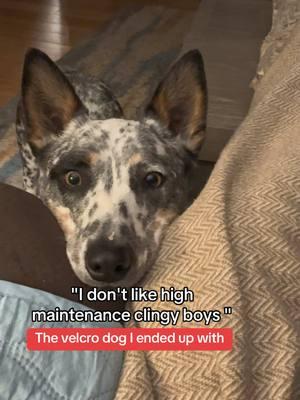 #velcrodog #dogsofttiktok #heelertok #blueheelerpuppy #dogtok #heelers #cattledog #blueheeler 