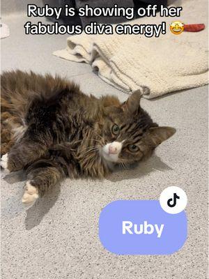 When you say fabulous, we think Ruby! 😻 Adopt this snazzy senior lady today from the Humane Society of Utah! Link in bio for more info 💜🐾💜 #fyp #humanesocietyofutah #adoptablecat #catsoftiktok #seniorcat #adopt #adoptme #cute #funny #cat 