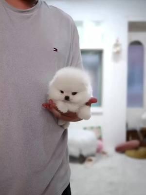 Teacup Pom🤍🐶🐾💋 #teacuppomeranian #pom #pomeranian #pomeranianpuppy #pomeranians #tik_tok #tiktokviral #video #viral_video #trendingvideo #trending 