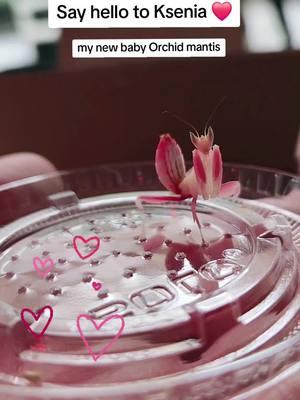 Ksenia is a baby orchid mantis and I'm so excited to spend the next year with you watching her grow! 💜 #fyp #orchidmantis #mantis #prayingmantis #insects #bugs #flowermantis #cute #pets #animals #orchid 