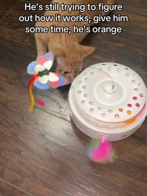 He’s getting there 😅 #orangecat #orangekitten #orangecatsoftiktok #catsoftiktok #cutecat #cattoy #catt #cattok #orangecatbehavior 