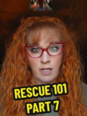 RESCUE 101 - Adoption Guidelines (Part 7) #VILLALOBOSRESCUECENTER #PITBULLSANDPAROLEES #dogsoftiktok #tiatorres 