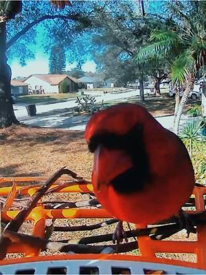 Today’s Bird Feeder Cam 🐦 #treecam #florida #nature #cardinals #tuftedtitmouse #birdnerd #frontyardadventures 