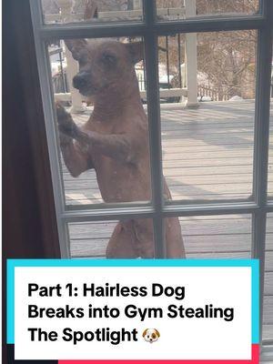 PART 1: Hairless Dog Breaks into Gym, Steals Spotlight While Dancing to “Higher Love” @Kygo #Xolo #creatorsearchinsights #becauseimahappydog #kygo #whitneyhouston #higherlove #dancingdog #dog #xolo #happiestdog #happy #whitneyhouston #hairlessdog