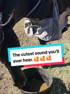 The cutest sound you'll ever hear. 🥰 🥰 🥰 🥰 #asmr #equestrians #equestrianASMR #horse #horsesound #playwithfood #playingwithfood #horseeating #cutehorse #sweetanimals #4youpage 