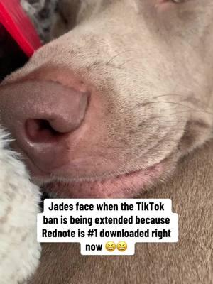 And I just signed up for mandarin class ☠️👀🤣 #tiktok #weimaraner #atlanta #ga #fyp #fypシ #fyp #dog #dogs #reactivedog #dogfitness #atlantageorgia #georgia #foryou #