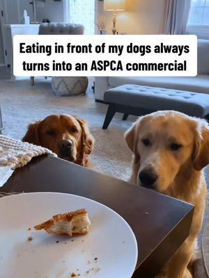 They act like they’re starving 🥲 #goldenretriever #dog #cutedog #funnydog #sarahmclachlan #inthearmsofanangel #saddog 