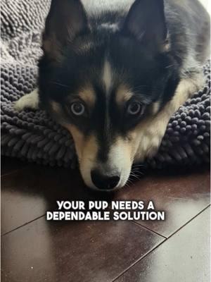 Tired of potty accidents? ❌ Make the switch to the Weasy Smart Potty.🚽 An eco friendly and odorless solution that will save you time and 💵 Click the link in the bio for more! @levi.the.pomsky #WeasyPet #DogPotty #DogOfTheDay #DogBathroom