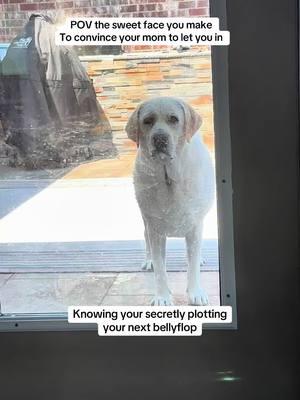 POV secretly plotting bellyflops!! #labradorretriever #calmchaos #CapCut 