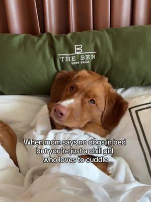 Chill chill girly pop  #ducktoller #dogsoftiktok #dogmom #ducktollingretriever #retriever