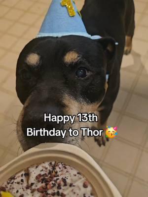 HAPPY 13TH BIRTHDAY TO THOR 🎂 WE LOVE YOU #dogbirthday #dogbirthdayparty  #cutedogvideos #olddog #rottiesoftiktok #pitweiler #CapCut 