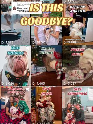 Replying to @mariedennis5 If tik tok really is leaving, you can find us on Instagram @ Jupiterthebulldog_    What will be the saddest part is losing all of these sweet memories. We all know dogs don’t live forever and his tik tok page is something he’s had since the beginning of his time. I cherish every single video because I know they will be a special reminder in the future. If I could move every video into my camera roll, I would. 😢  Apart from seeing all the videos go, we are going to miss the support. The community. I’ve loved sharing Jupiter with the world. Thank you from the bottom of our hearts.  #tiktokban #jupiterthebulldog #followoninsta #isthisgoodbye 