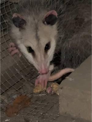 My husband at the end 😆😆 total joke…I think 🤔  Gerald is back! What do we doooooo?! No, we will not dispatch him. Calling wild life rescue in the morning!  #possom #opossum #chickens #chickencoop 