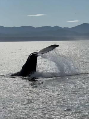 Starting the day in the water, surrounded by beauty, appreciating nature is what we strive for😌 🐳Book now using link in bio🎉 #whalewatching #nature #appreciation #whale #jump #iphone #fly #low #news #media #lunges #wildlife #montereycalifornia #coast #cali #sun #fun 