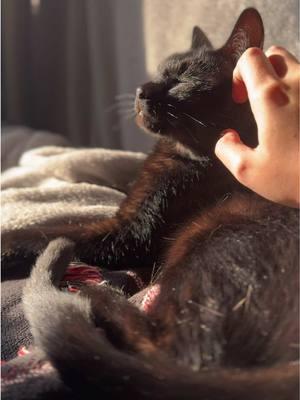 Cat sitting for my friend who was affected by the LA fires and needed a safe place for them — she doesn’t meow she only chirps like a bird (can hear at the end) 🐈‍⬛ #catcontent #fostercats #fosterkittens #blackcat #blackcatsoftiktok #lafire #palisadesfire #asmr #asmrcat #asmranimals #relaxingvideos 