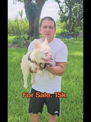 #frenchbulldog #frenchi #frenchie #frenchiesoftiktok #dog #dogtiktok #frenchiforsale #frenchiepuppy #miami #fyp #foryourpage #exoticbulldogs #frenchiesociety #frenchiesofinstagram 