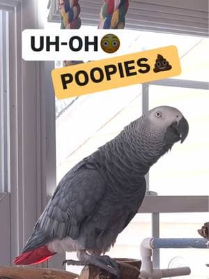 I like to announce my💩POOPIES💩😳😆 #symontheafricangreyparrot #talkingparrot #babyparrot #congoafricangrey #africangrey #africangreyparrot #parrotsofinstagram #africanparrot #petsofinstagram #birds #cag #talkingbird #crazybird#birdsofinstagram #sillybird #parrots #pets #redbuttchicken #funnyparrot  #crazyparrot #smartbird #happyparrot #talkingbird #poo #poopies #poopoo #poops