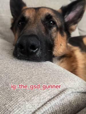 ❤️❤️❤️ #lifewithagsd #dogtok #dog #gsdoftiktok #gsd #dogsoftiktok #germanshepherd #PetsOfTikTok #pet #gsdlove #lovemydog #souldog #dogmom #gsdtok 