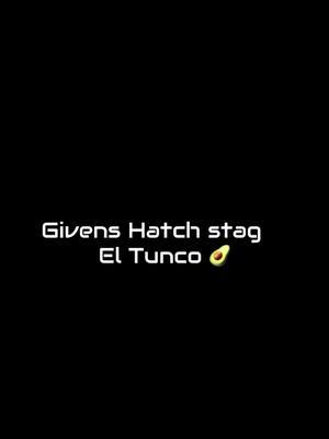 C. Givens Hatch Stag 🧨 #gallosfinos #gallo #piedecria #gamefowlbreeders #gamefowl #mexico🇲🇽 #texas 