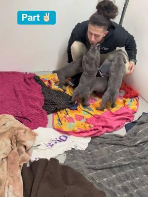 Love after dinner ❤️ #upstatecanecorso #animalsoftiktok #bond #Love #canecorso #trust #stilborn #Homestsead #guardiansofthegalaxy 