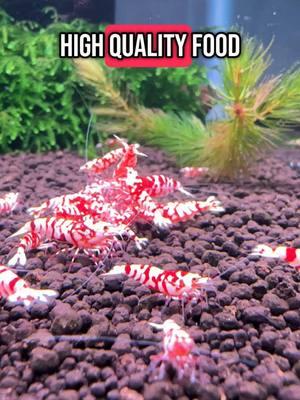 Your shrimp will thank you #aquarium #shrimptok #shrimptank #mariosshrimptanks 