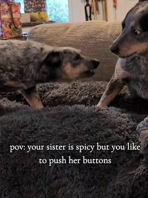 so smol and angry   #australiancattledog #bluey #blueheeler #cattledogsoftiktok #heelersofinstagram  #cattledogsofinstagram #heelersofinstagram  #doremiacds #riftenthewild #kyliescattledogs #cowdog #skyrim 